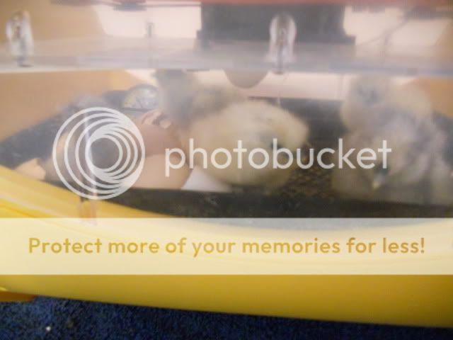 DSCN0368.jpg