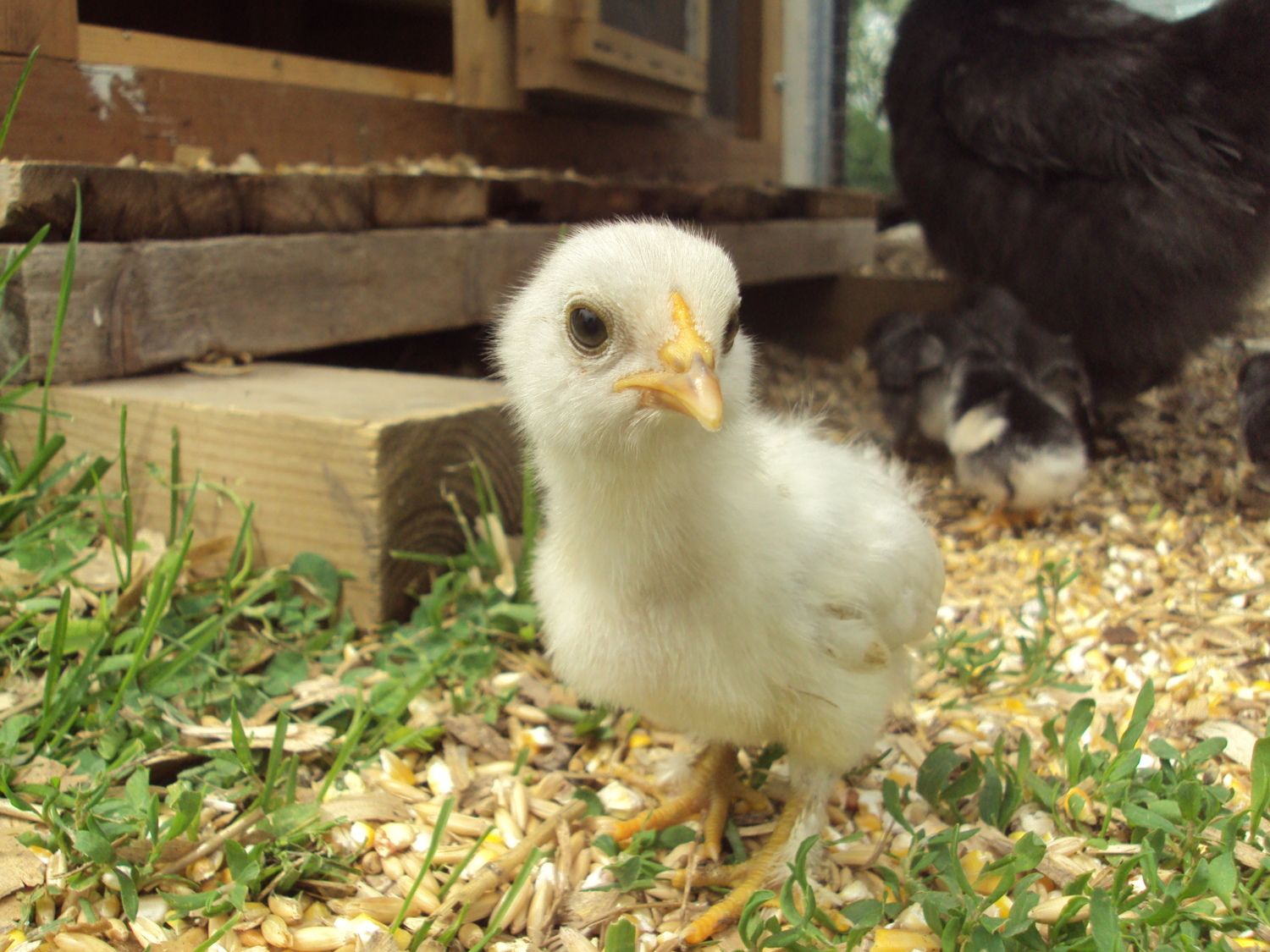 900x900px-LL-fa7d83d0_chickens143.jpeg