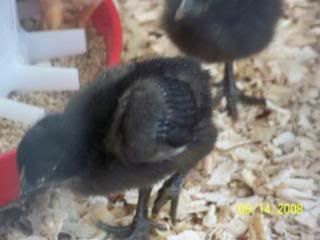 100_0374.jpg