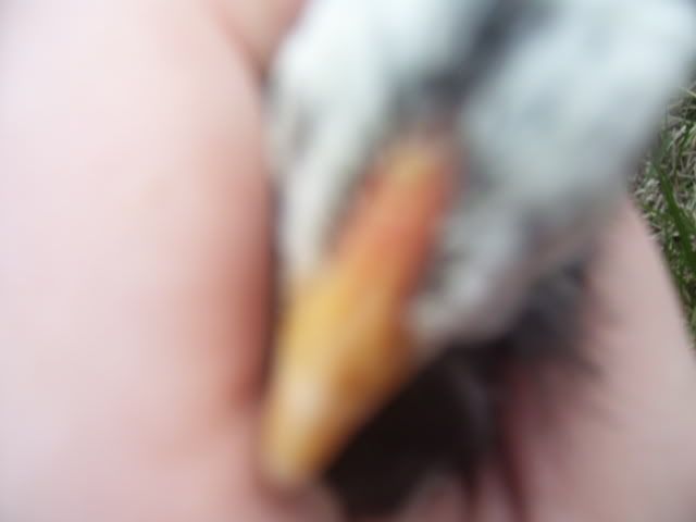 100_2776.jpg