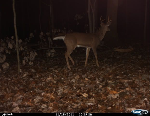 Cdy00003-1.jpg