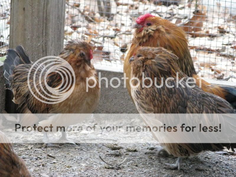MM2wkchicks069.jpg