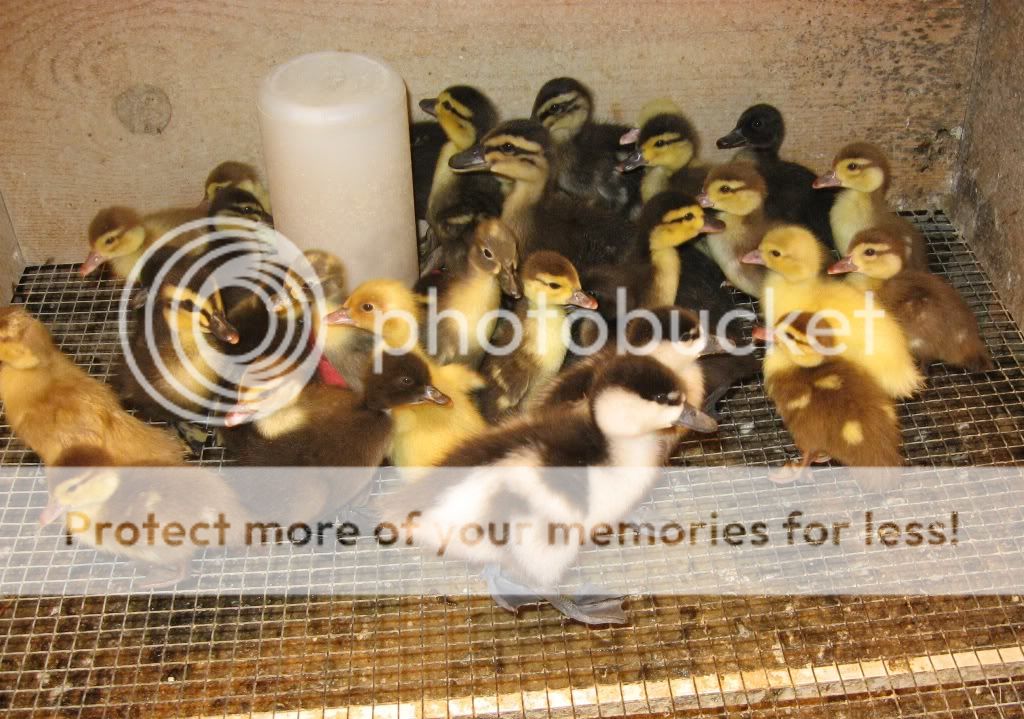 1ducklingsb.jpg