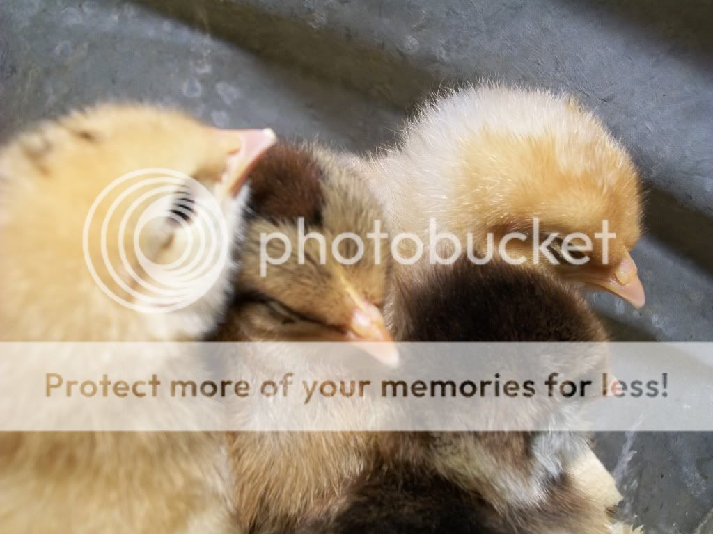 chicks2097.jpg