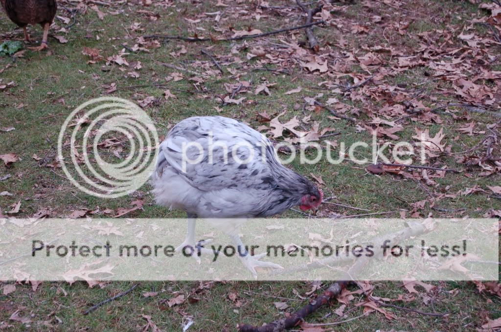 evenmorechicks732.jpg