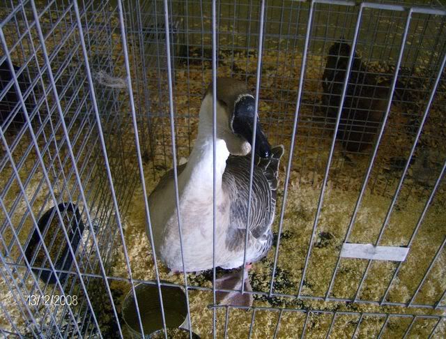StocktonShow1-12-08023.jpg