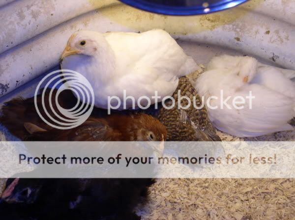 SleepingChickens2Resize.jpg