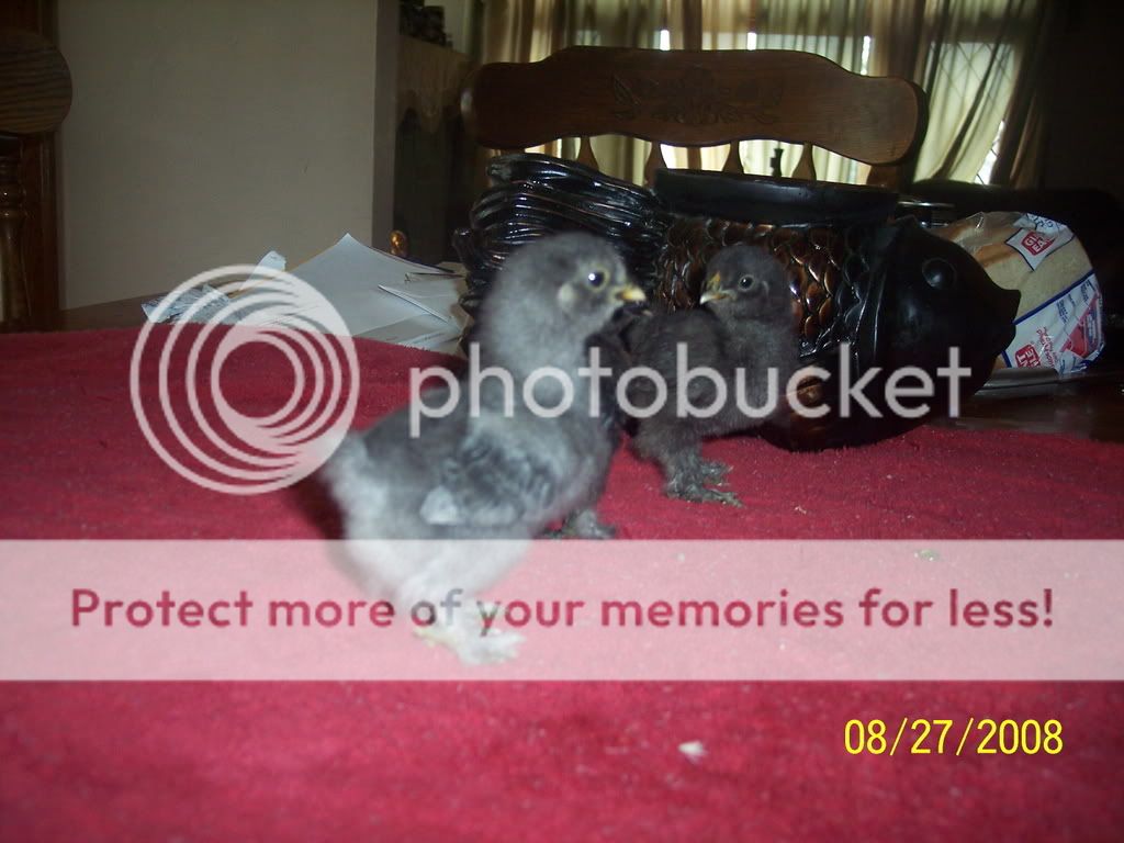 Picture105.jpg