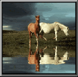 horses-2-5.gif
