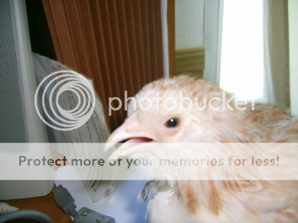 002-4.jpg