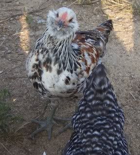 chickens009.jpg