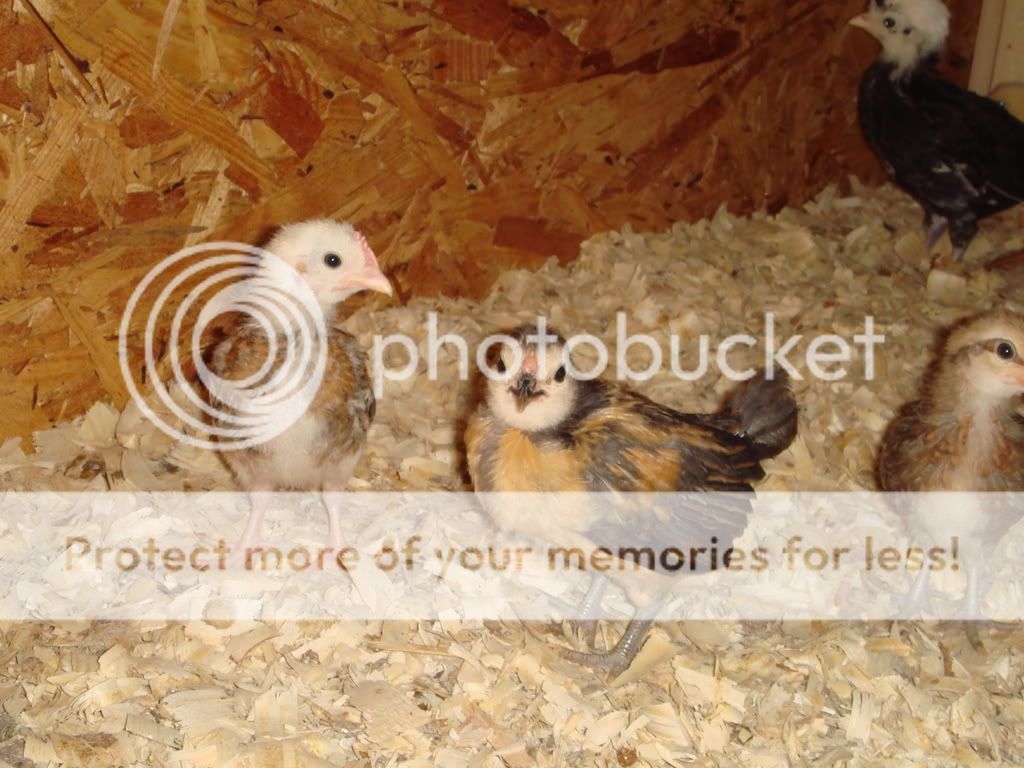 Chickens5-31-0850.jpg