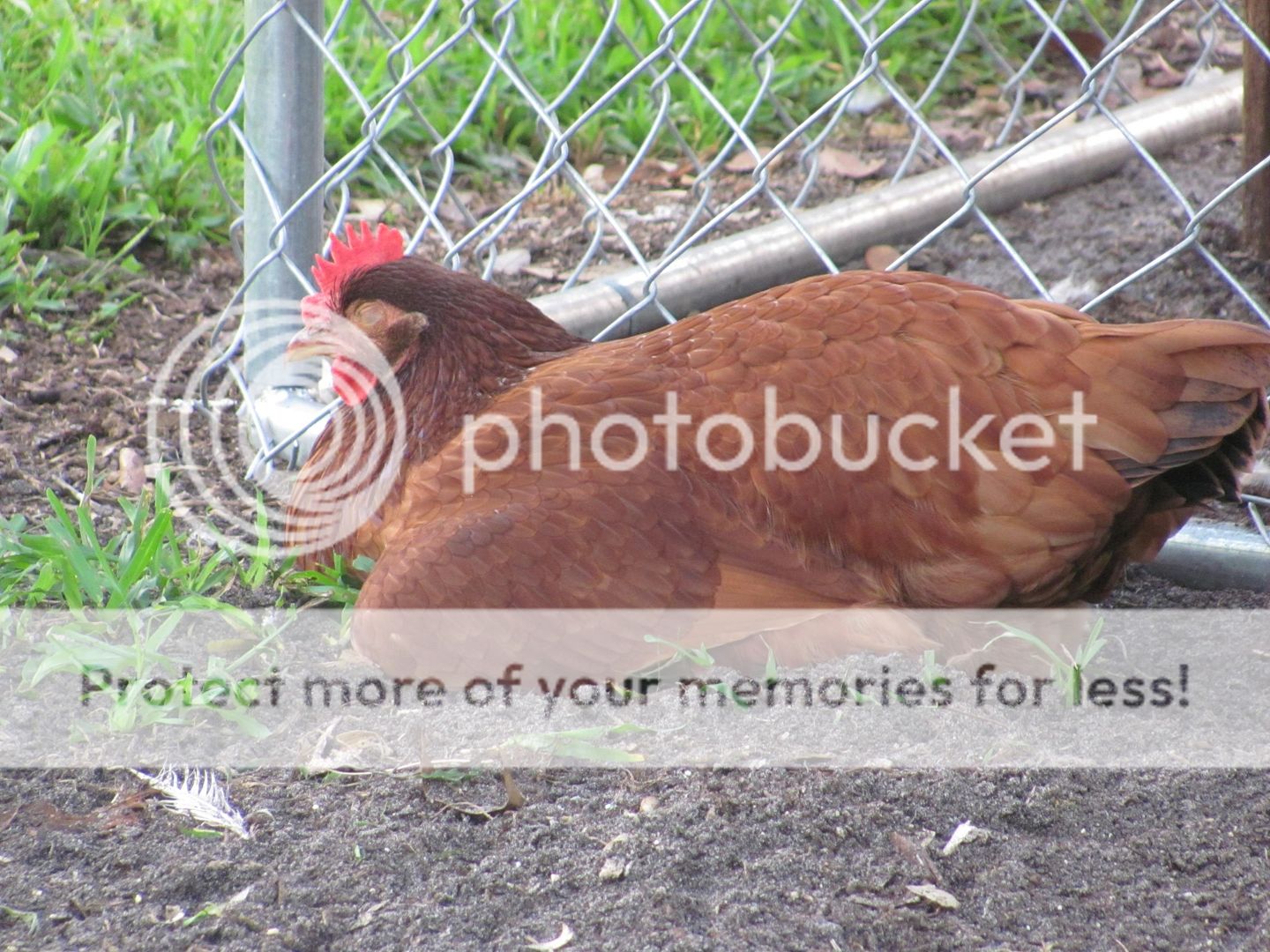 Chickens024.jpg