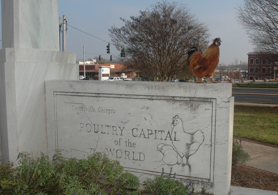 chicken_7345.jpg