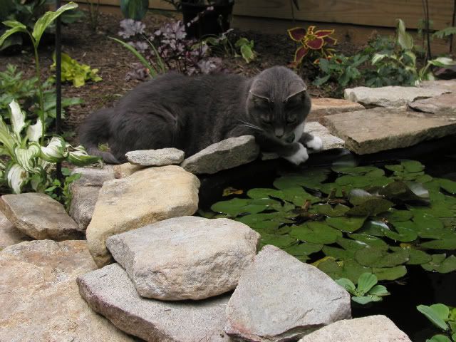 patchcat002.jpg
