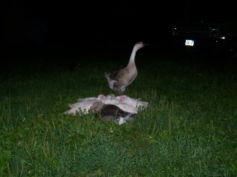 MommaGoose.jpg