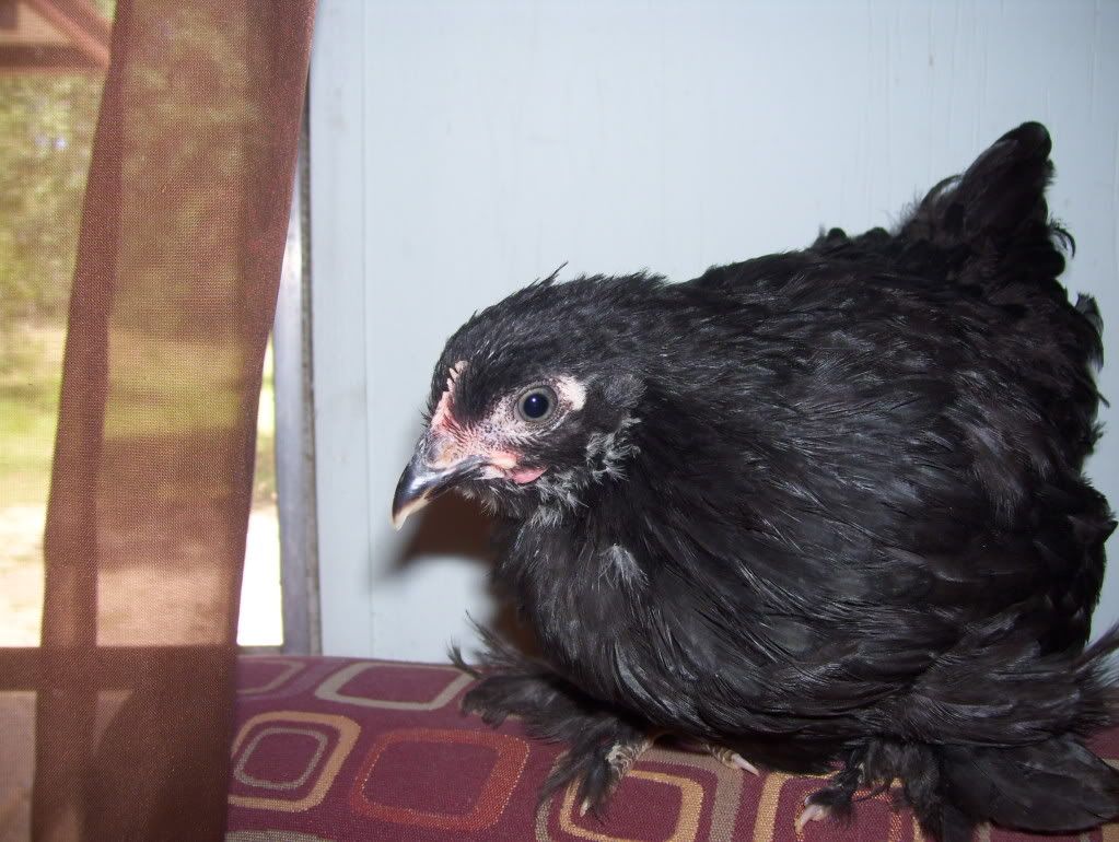 cochins006.jpg