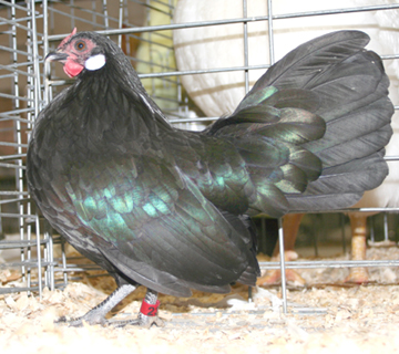 featherfestrosecomb.jpg
