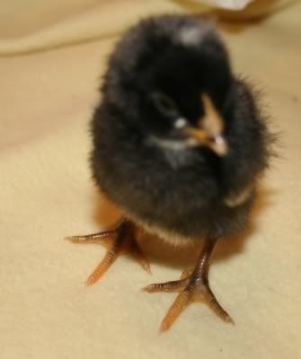 BarredChick2_forID_C.jpg