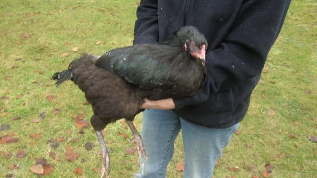 newchooks2901116.jpg