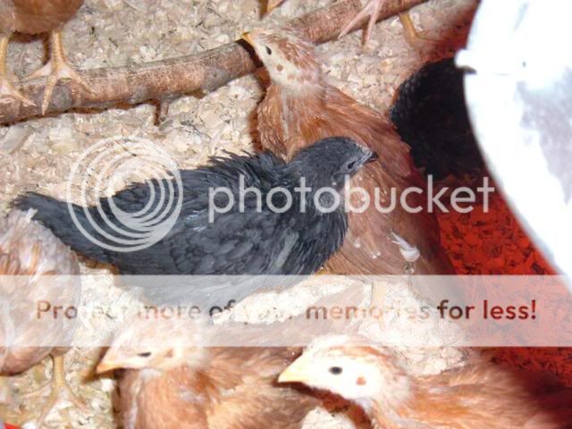 ChickenCoop023.jpg