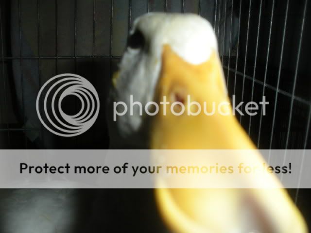 aw006.jpg