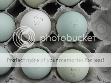 eggcolors.jpg