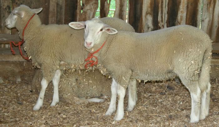 lambs1.jpg