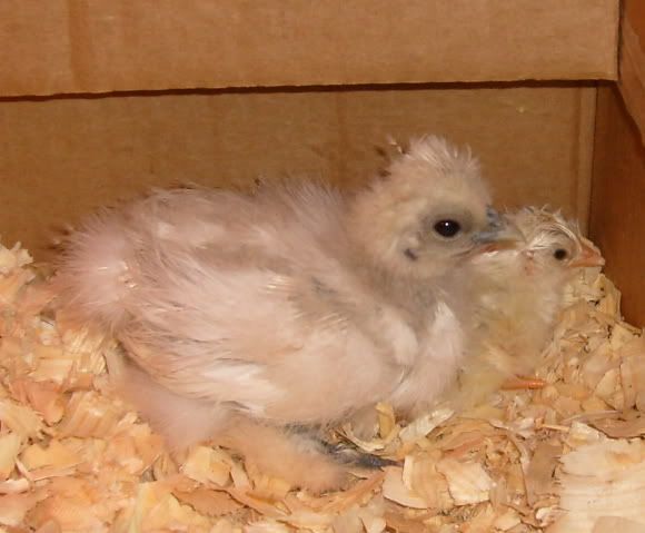 pipandhatchFeggs046.jpg