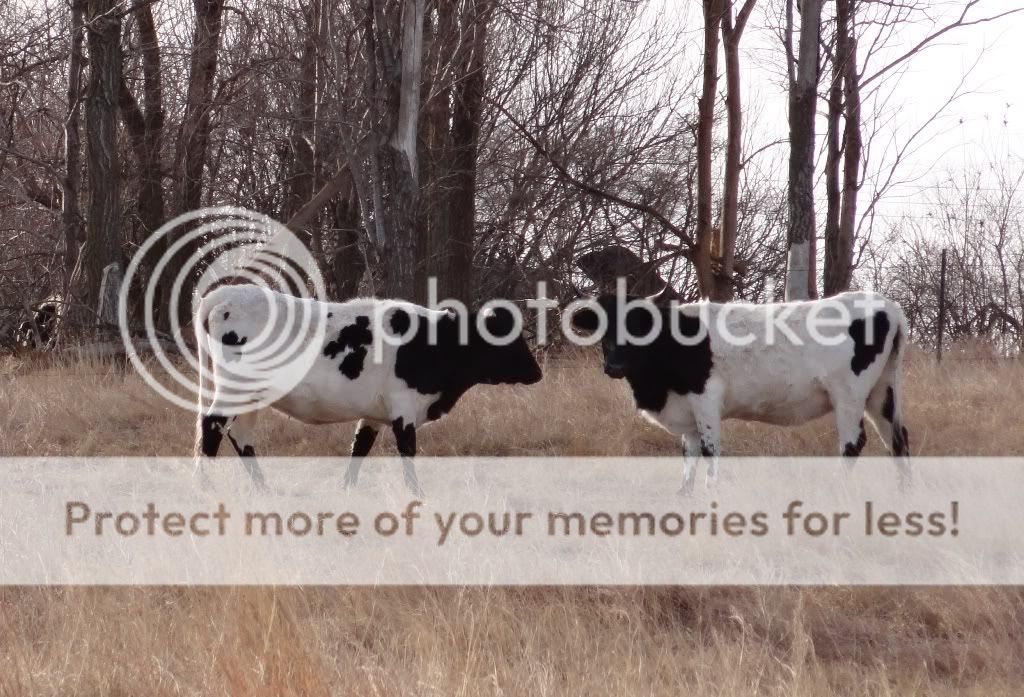 12bwmlcows.jpg