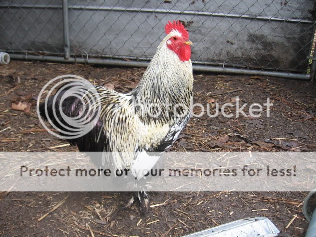 jethro001.jpg