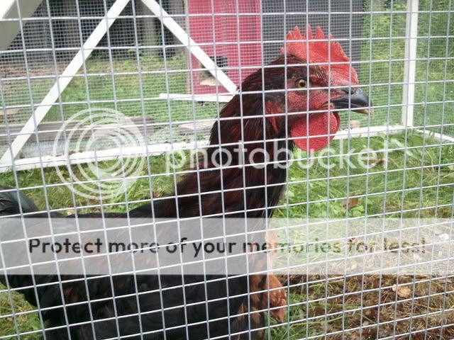 2011-07-18171157.jpg