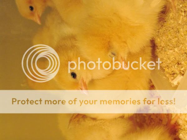 chicks7.jpg