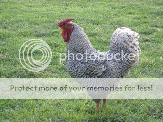 chicks038.jpg