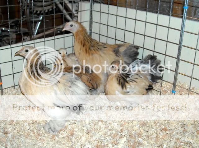 00pullets.jpg