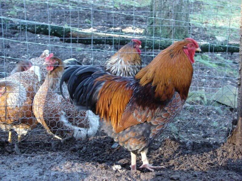 chicksBLRW017.jpg