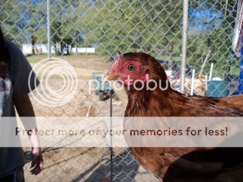 barnyard041.jpg