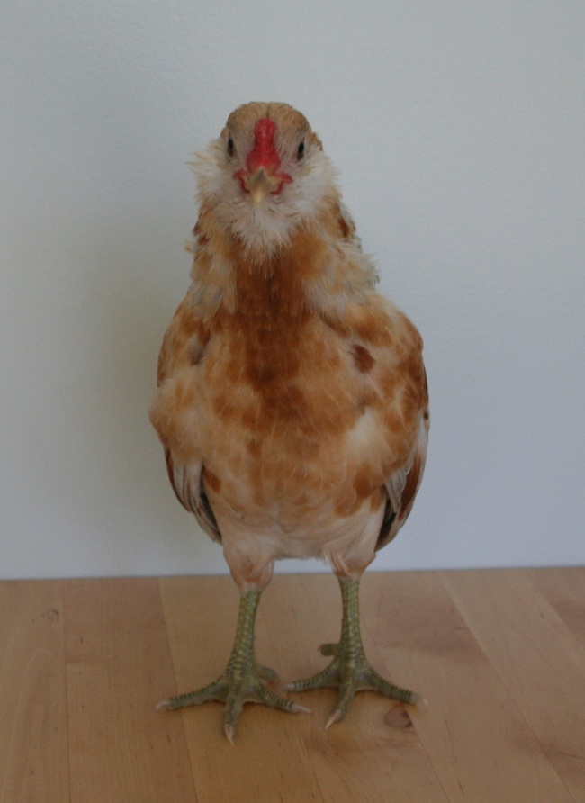 easter_egger-ROO_for_sale02.jpg