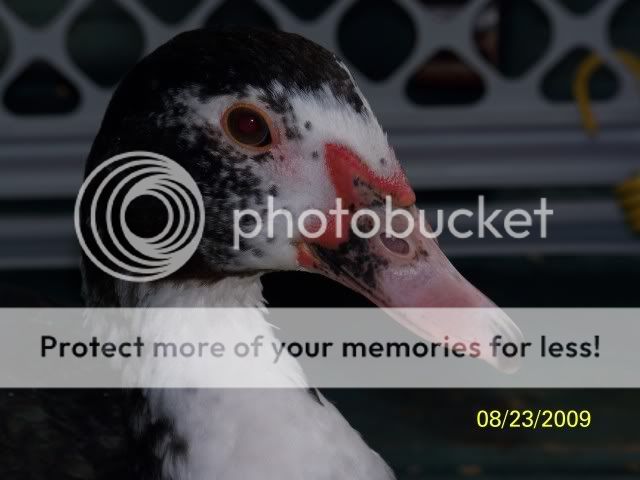 unnamedduck1.jpg