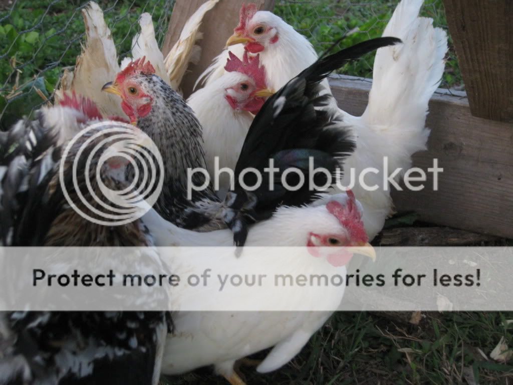 SpringSeramapics012.jpg