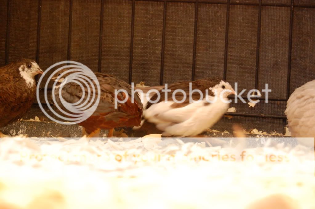 DSC_0595.jpg