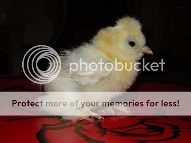 dickey029.jpg