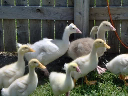 ducksngeese017.jpg
