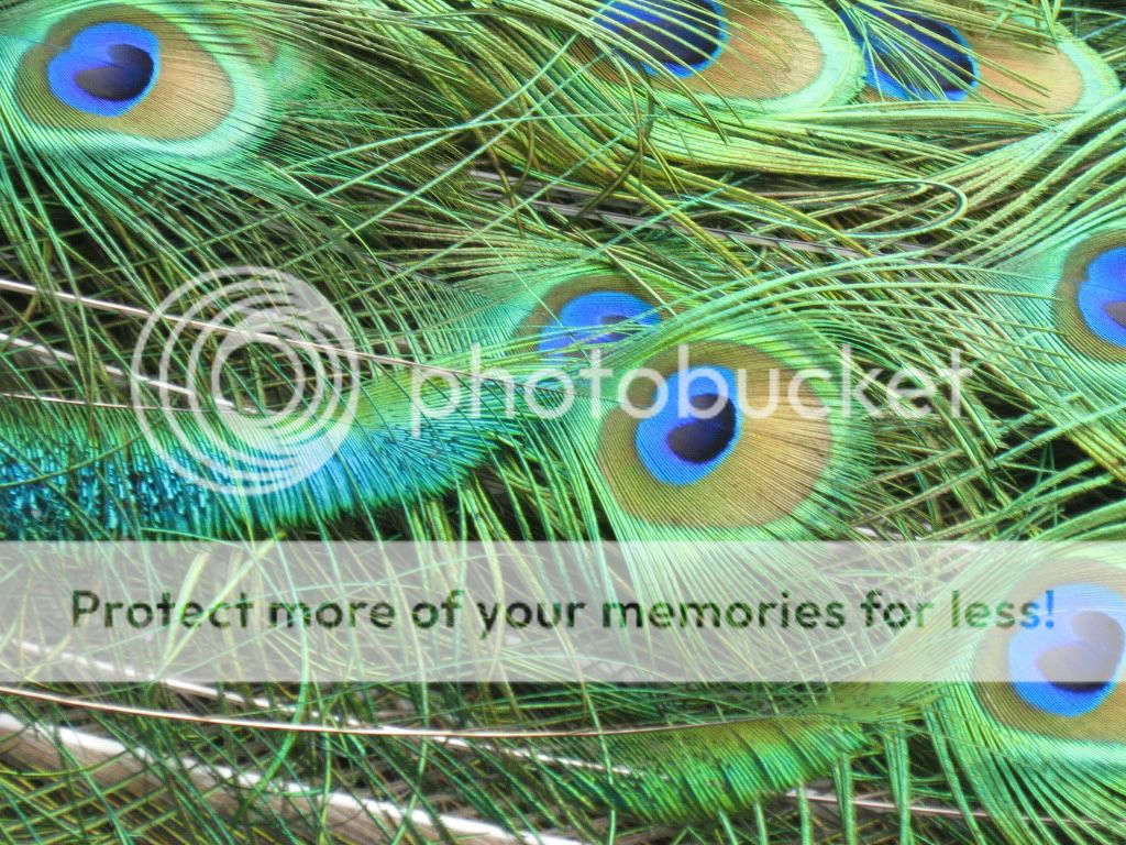 IMG_5050.jpg