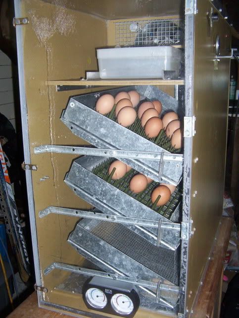 Incubator001-1.jpg
