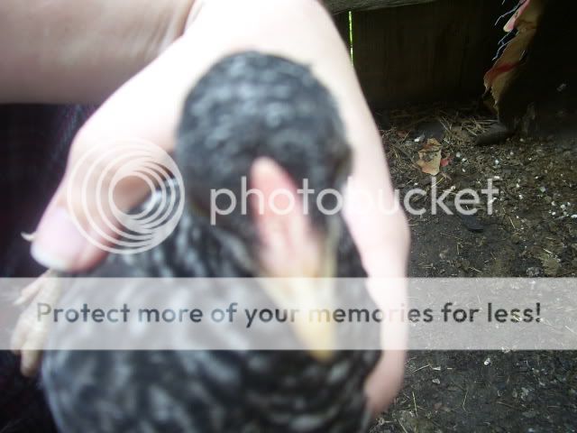 100_2907.jpg