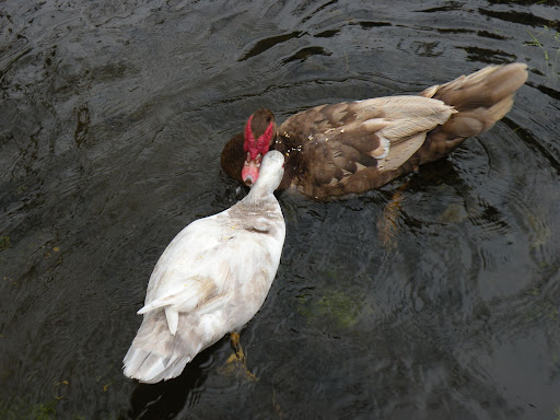 DSCN5447.JPG