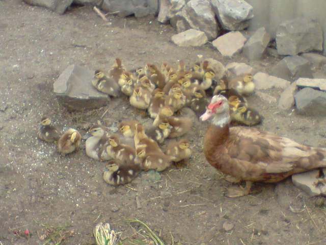 BIG_0009055283.jpg