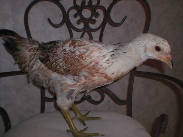 CIMG5592.jpg