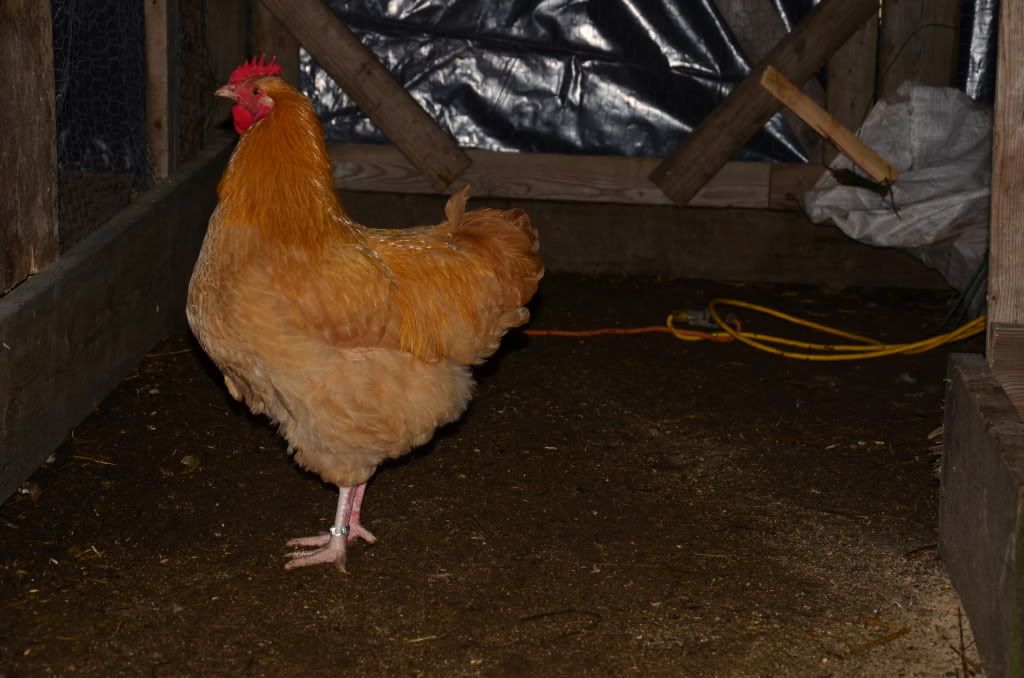chickens2038.jpg